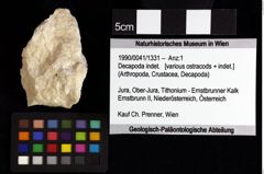 Foto (Objket + Etiketten) von Decapoda indet. 